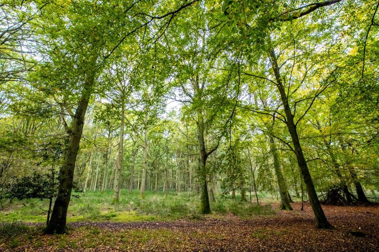 A green area of woodland with leaves on the ground and tall trees. 