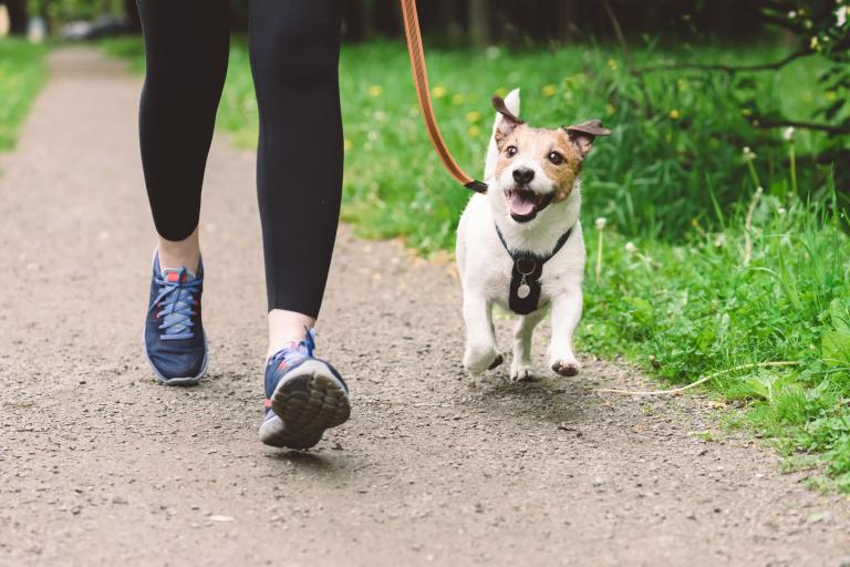 A close up shot of a woman's feed wearing running shows and a small dog walking alongside.