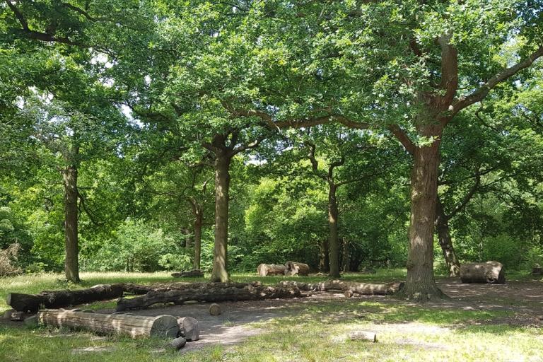 Clearing in a green forest on a sunny day.