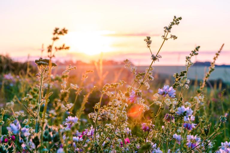 A photograph of a collection of wildflowers surrounded by grass, with a bright sunset in the background.