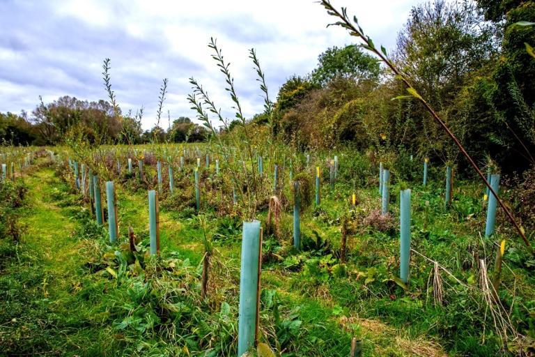 New tree shoots growing in an open field under a cloudy blue sky.