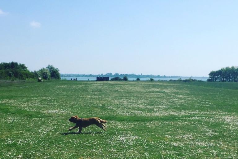 dog running across the grass on a green field or park