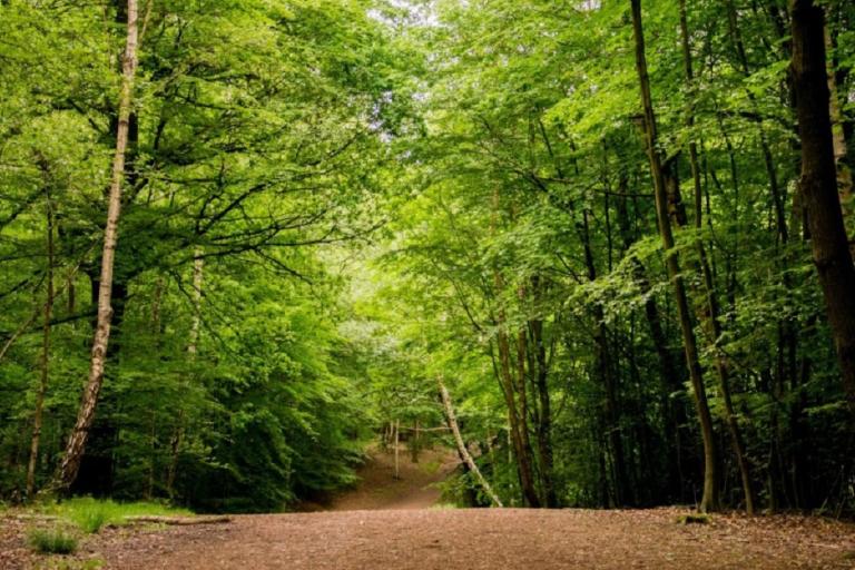 A photo of a woodland area. 